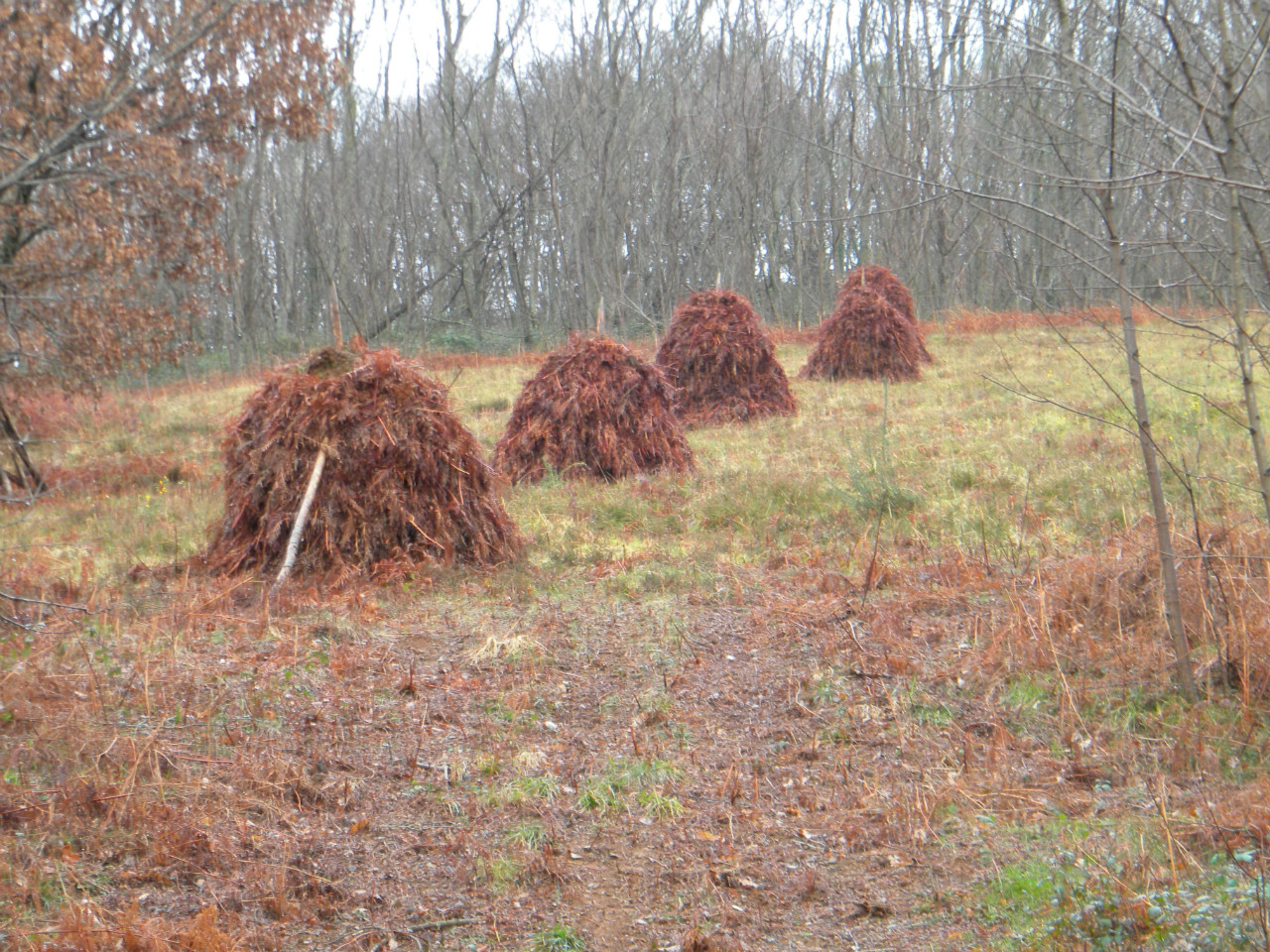 mundo rural, metas de helecho.